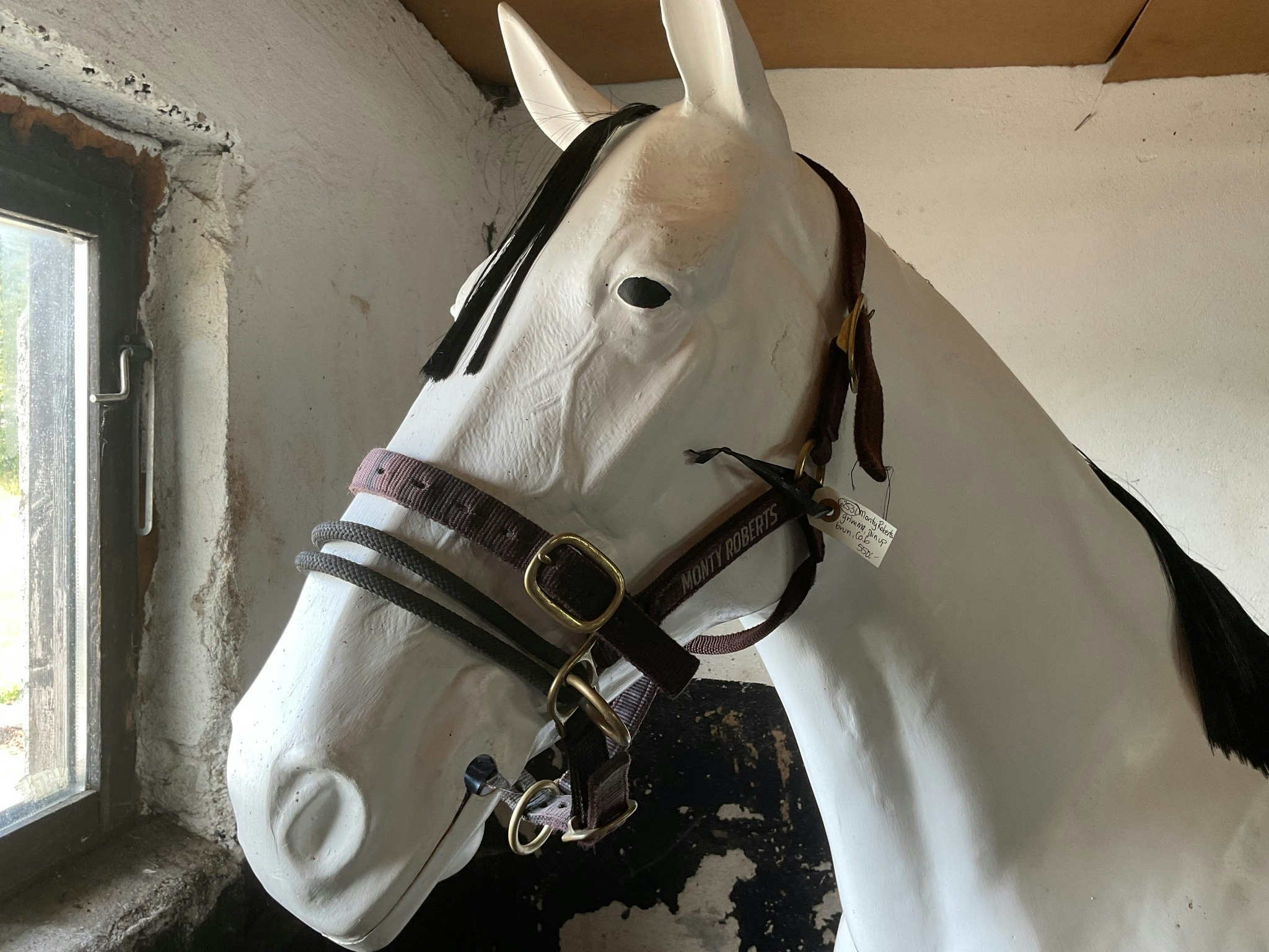 Monty roberts grimma, join up, brun,cob