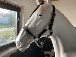 Grimma svart,f