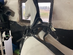 Sele ponny(105 cm),svart,nyskick