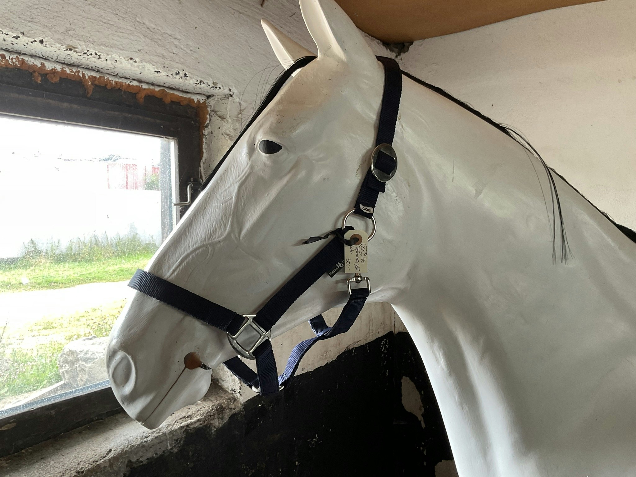 HG grimma blå,cob