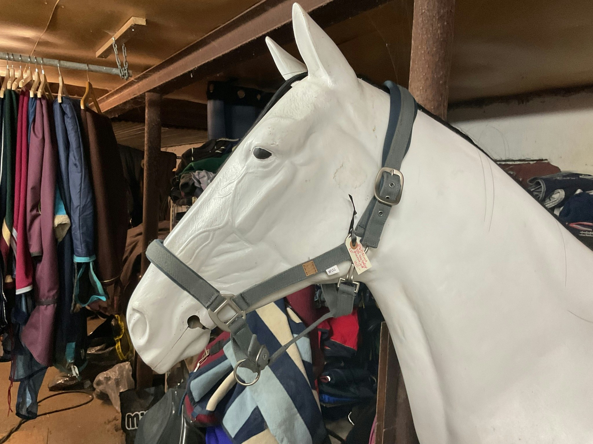 Alma get the gallop, grimma, grå, xf