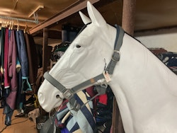 Alma get the gallop, grimma, grå, xf