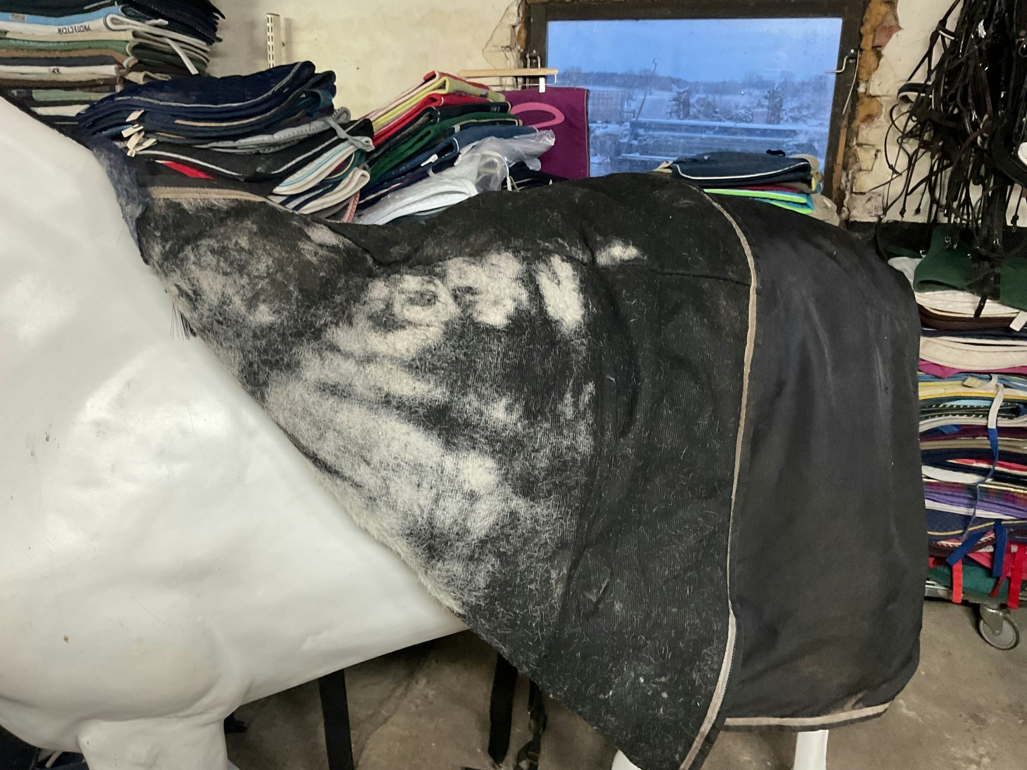 Sverigetäcket, svart, 145 cm, otvättat, ca 400 gr, vita hår insidan