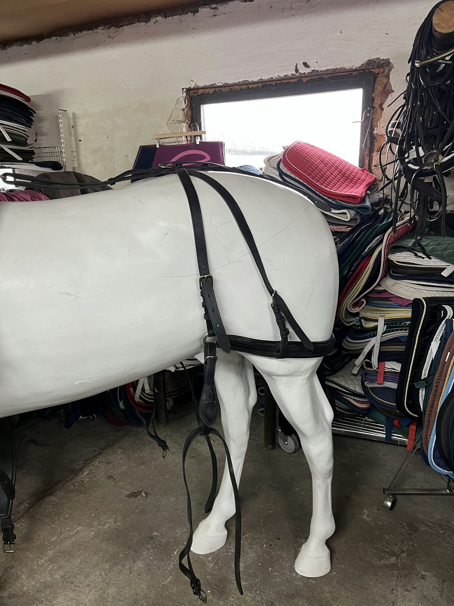 Ideal equestruan körsele inkl körträns, svart,f
