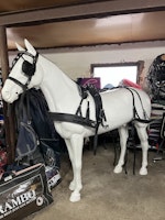 Ideal equestruan körsele inkl körträns, svart,f
