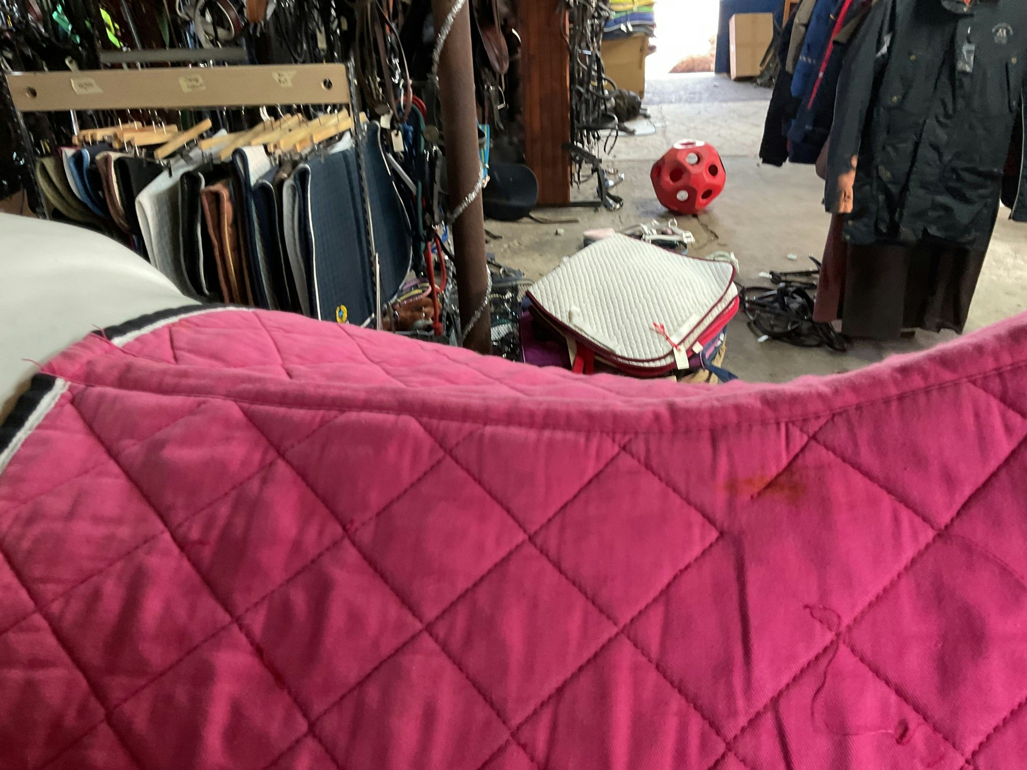 Schabrak,rosa,p