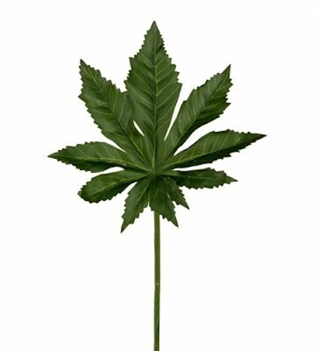 Aralia blad 25cm