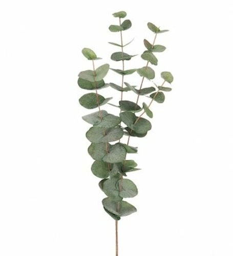 Eucalyptus 60cm