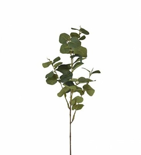 Eucalyptus 70cm