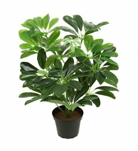 Schefflera 40cm