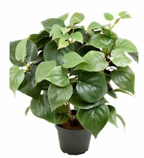 Philodendron 35cm