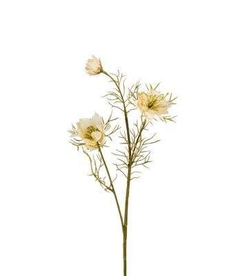 Nigella 55cm