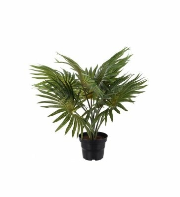 Palm 35cm