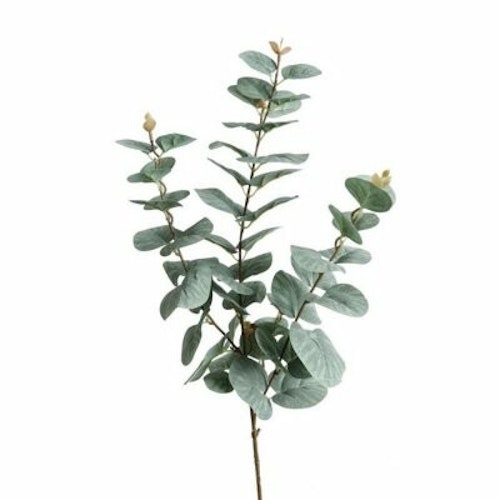 Eucalyptus/Kvist 70cm