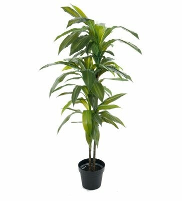 Dracena träd 100cm