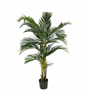 Kentia Palm 110cm