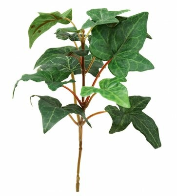Murgröna kvist 15cm