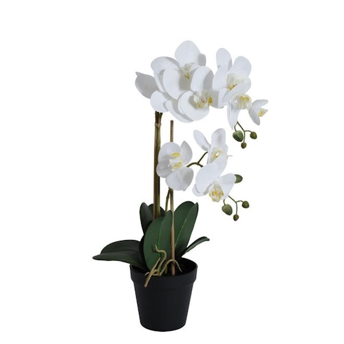 Orkidé 2stam H54cm