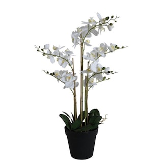 Orkidé 8stam H80cm