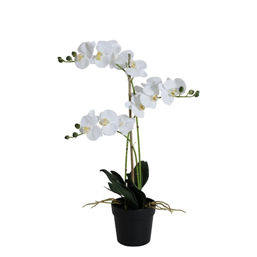 Orkidé 3stam H64cm