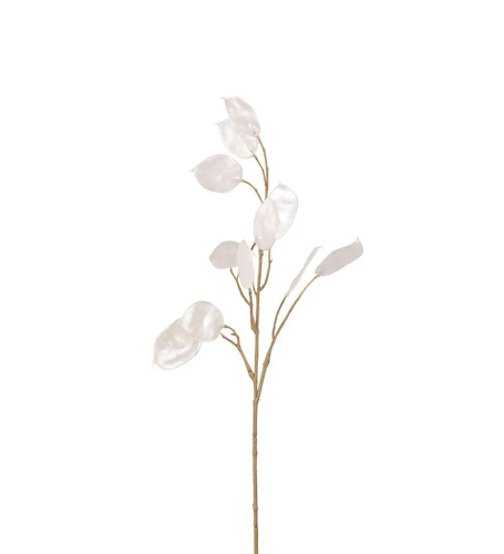 Lunaria 55cm