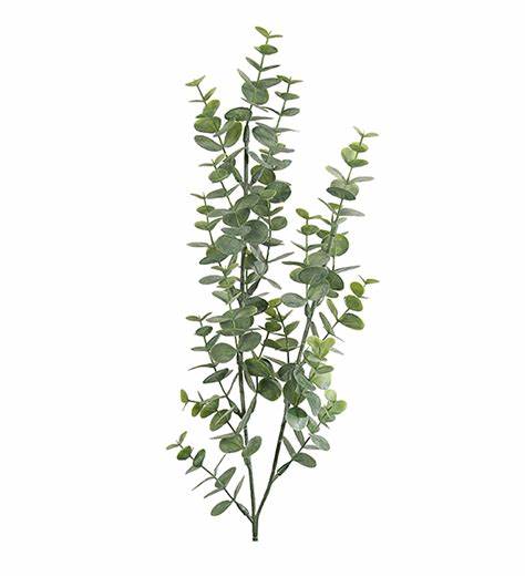 Eucalyptus kvist 74cm