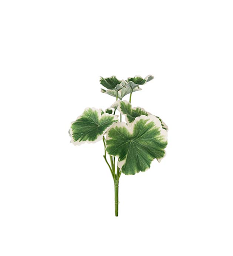 Geranium kvist 24cm