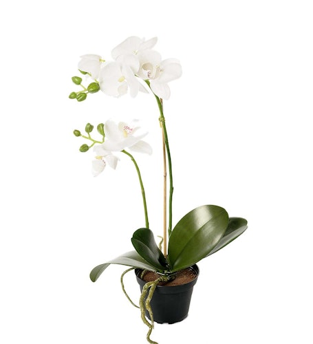 Orkidé 2-stam 45cm