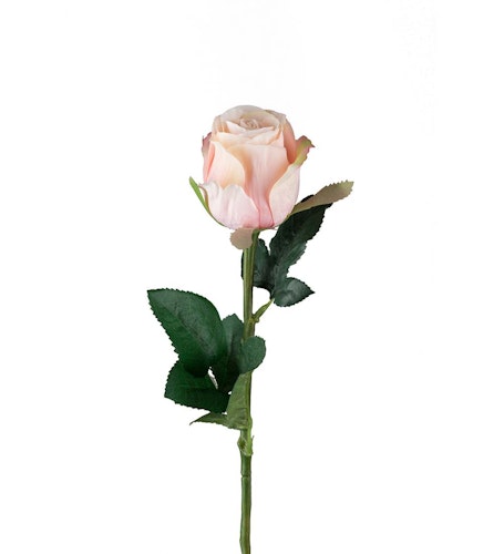 Rosa Ros 50cm