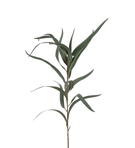 Eucalyptus 60cm