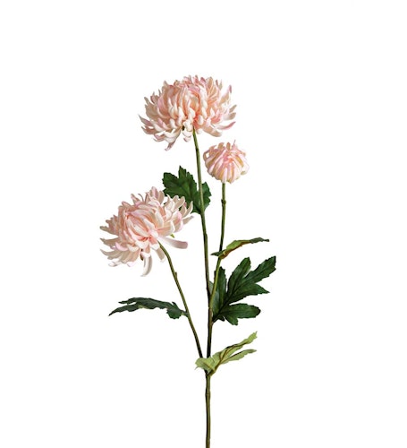 Rosa Chrysanthemum 60cm