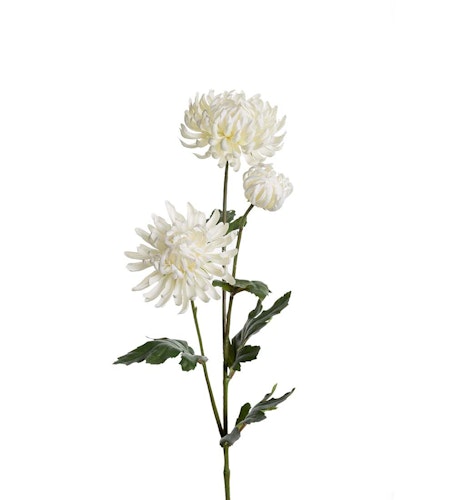 Vit Chrysanthemum