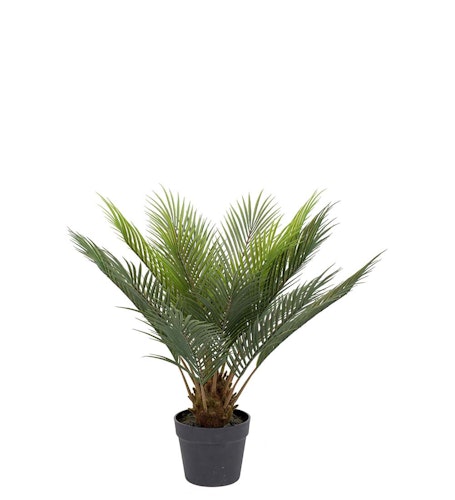 Palm Cycas 60cm
