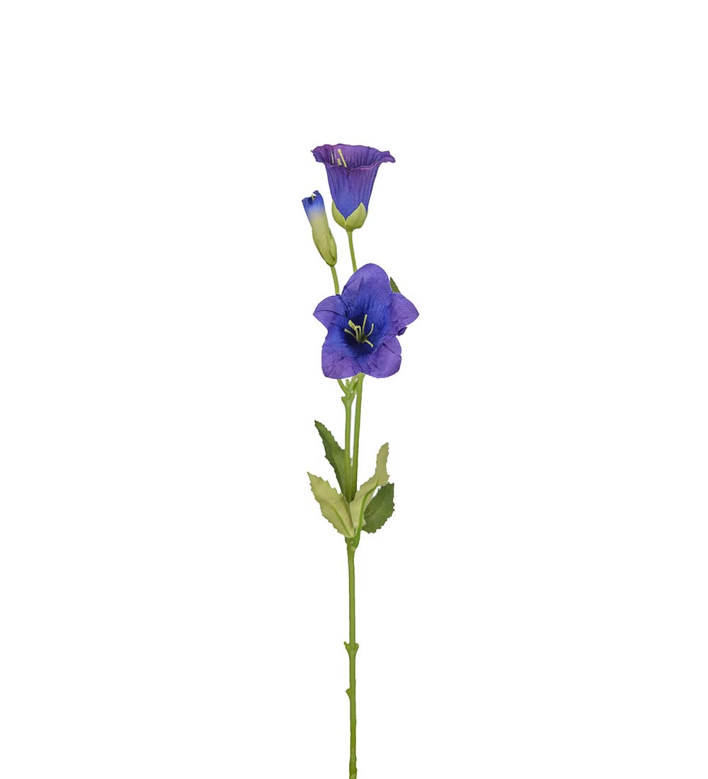 Campanula mörkblå 50cm
