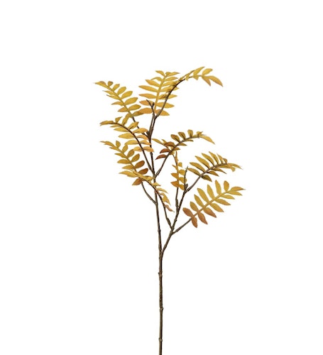 Rönn 60cm