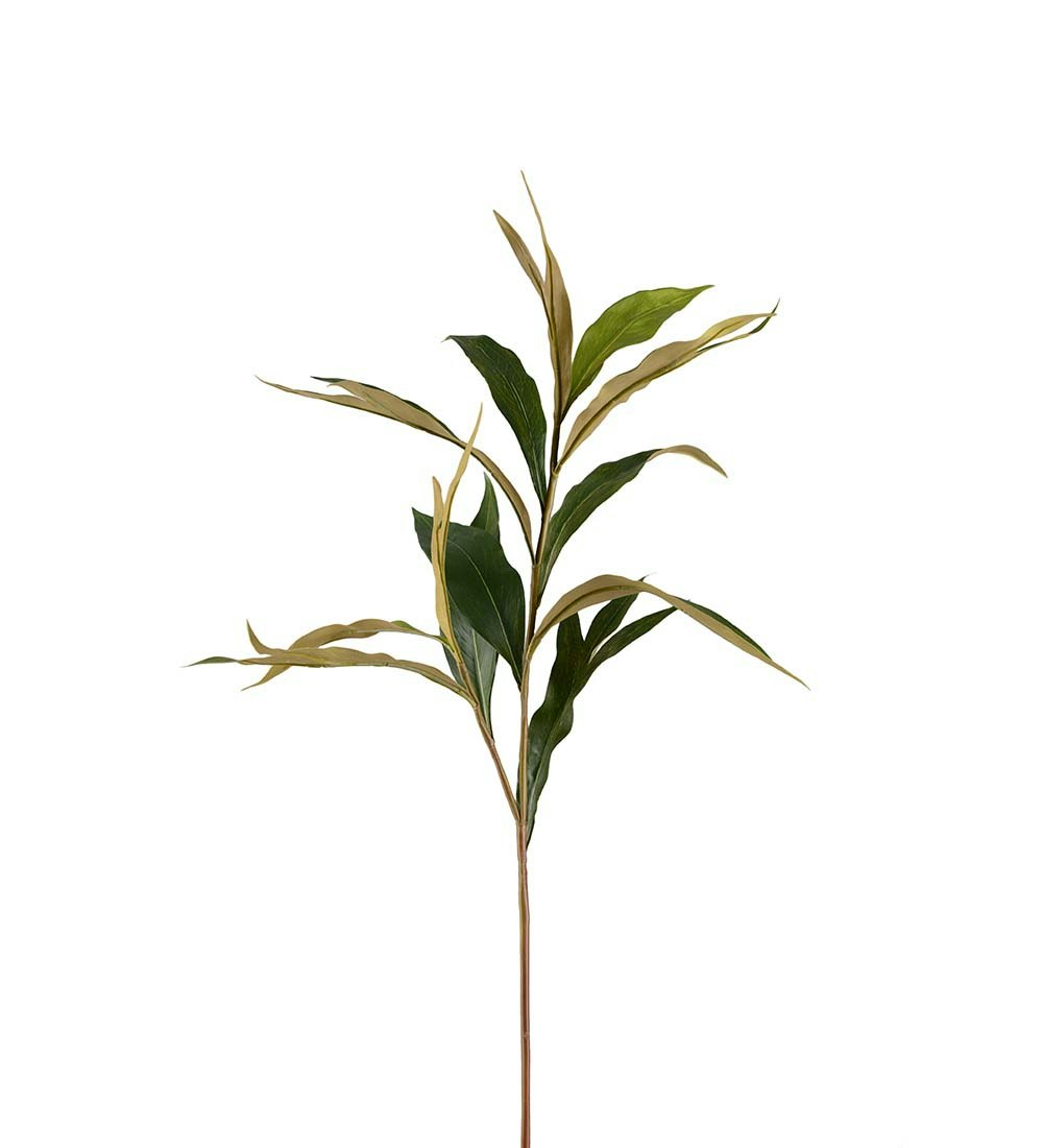 Grevilleakvist 85cm