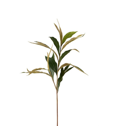 Grevilleakvist 85cm
