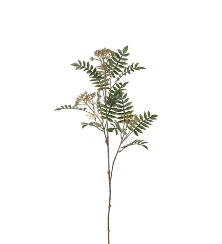 Rönn 80cm