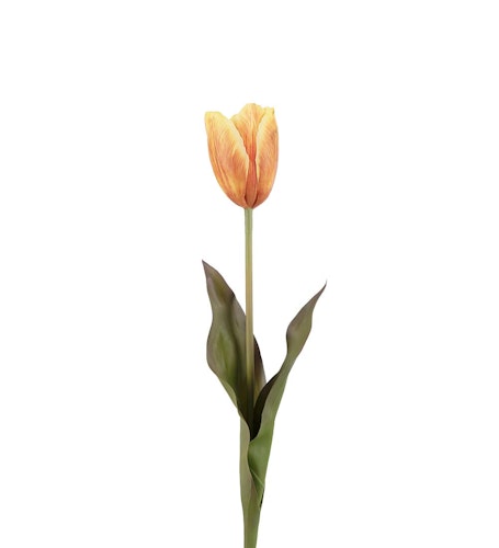 Tulpan 58cm