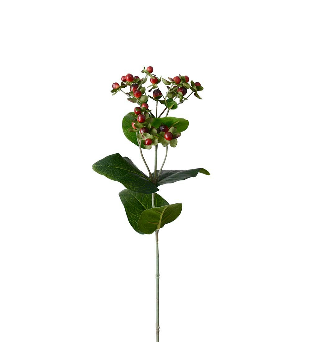 Hypericum Röd 68cm