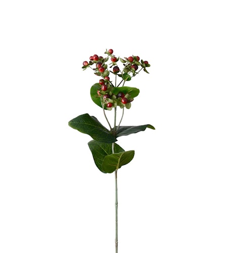 Hypericum Röd 68cm