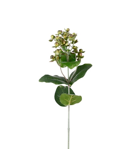 Hypericum Grön 68cm