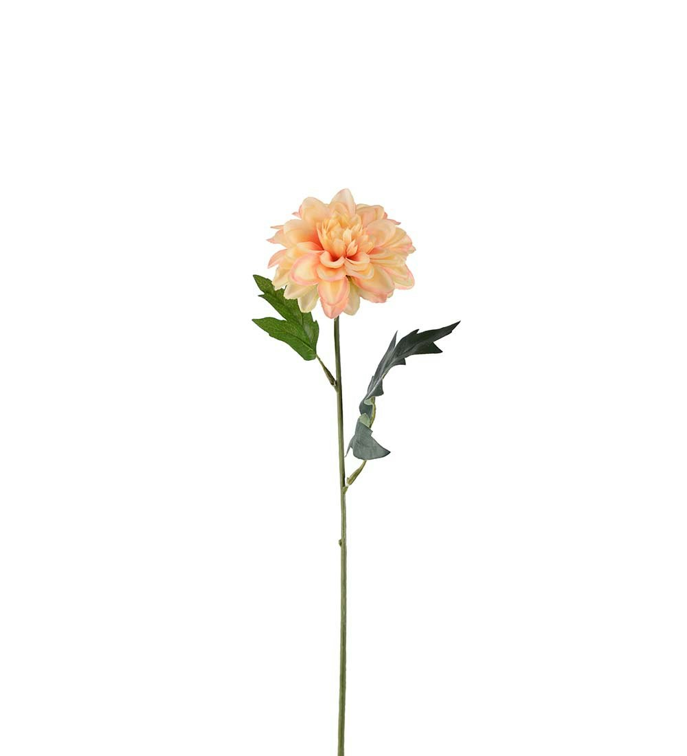 Zinnia 45cm