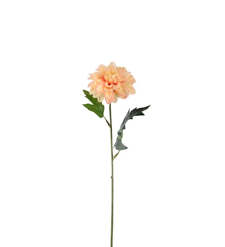 Zinnia 45cm