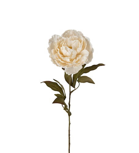 Pion 65cm