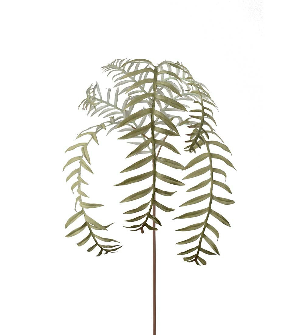 Ormbunksblad 50cm