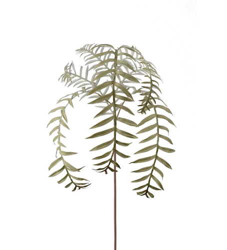 Ormbunksblad 50cm
