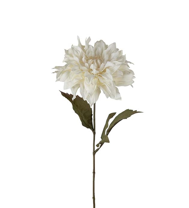 Dahlia 60cm