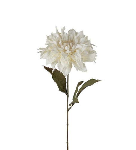 Dahlia 60cm