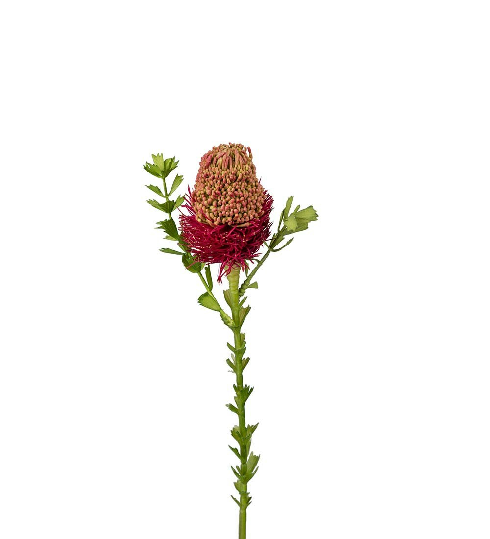 Banksia 52cm